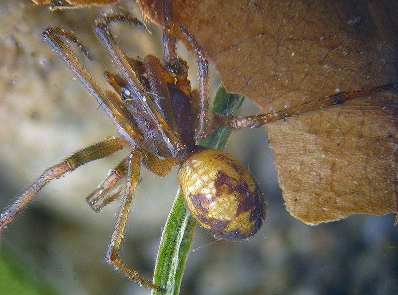 Steatoda triangulosa - Albizzate (VA)